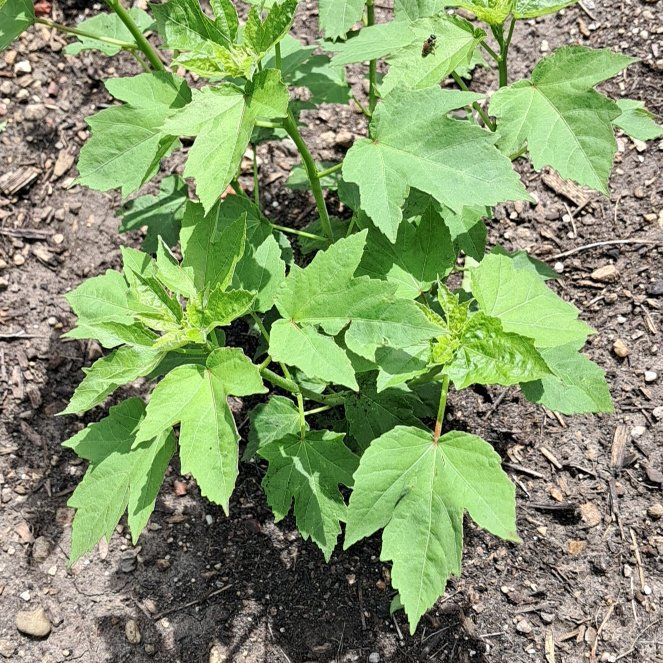 Photo of the plant species Giant Ragweed by @LordPitchersage named Dax on Greg, the plant care app