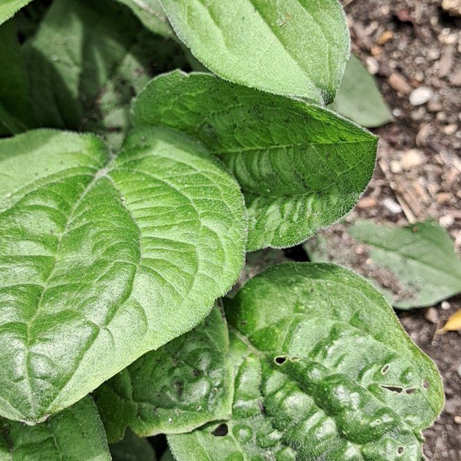 Photo of the plant species Tobacco by @LordPitchersage named Hamilton on Greg, the plant care app