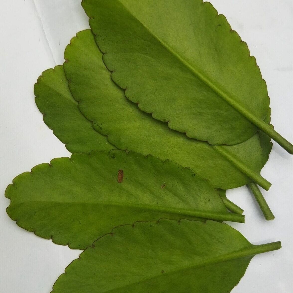 Photo of the plant species Miracle Leaf plant by @AnjiebbyGal named Kendall on Greg, the plant care app