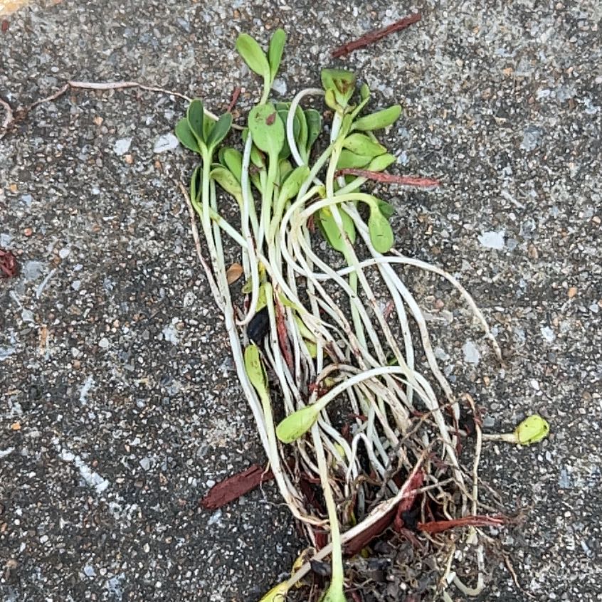 Photo of the plant species Streambank Springbeauty by @LitheGardenleek named Clooney on Greg, the plant care app