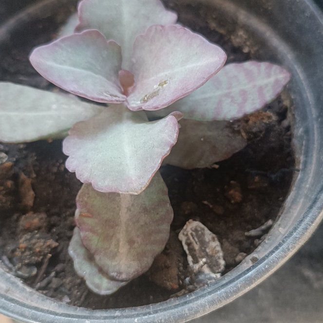 Photo of the plant species kalanchoe Partridge by @FieryAirpotato named Walt on Greg, the plant care app