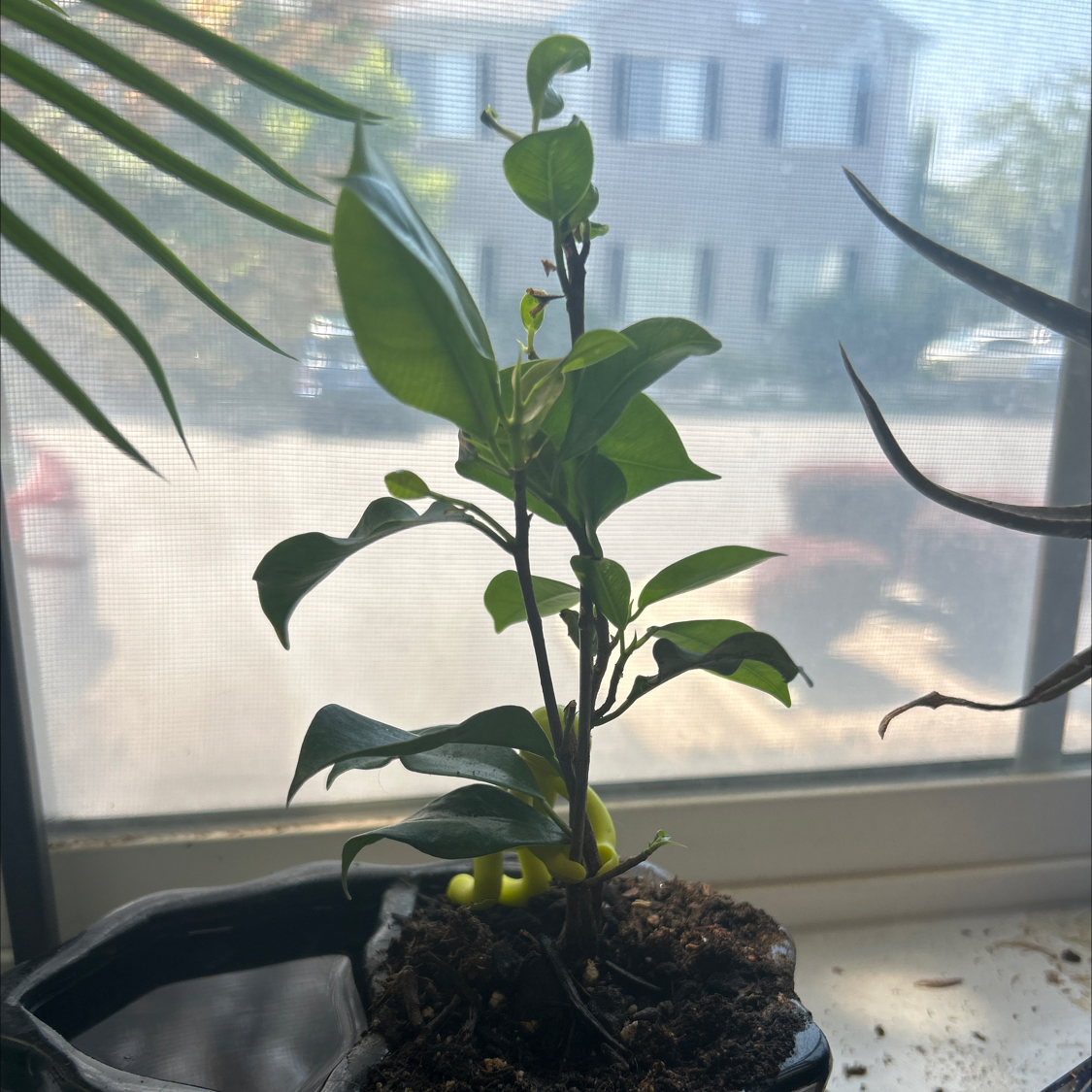 Plant care for Bonsai on Greg, the plant care app