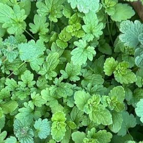 Photo of the plant species Birdeye Speedwell by @GleamingGray named Bigleef Smalls on Greg, the plant care app