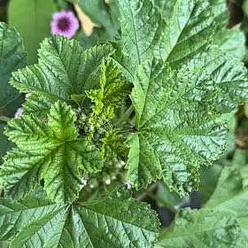 Photo of the plant species High Mallow by @GleamingGray named Tolkien on Greg, the plant care app