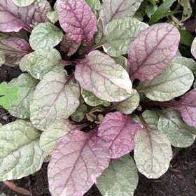 Photo of the plant species Blue Bugle by @GleamingGray named Surya on Greg, the plant care app