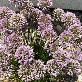 Photo of the plant species Autumn Onion by @GleamingGray named ChloroPhil on Greg, the plant care app