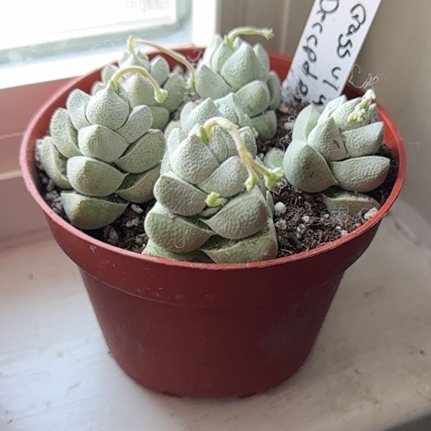 Photo of the plant species Crassula deceptor by @UltraMoonwort named ChloroPhil on Greg, the plant care app