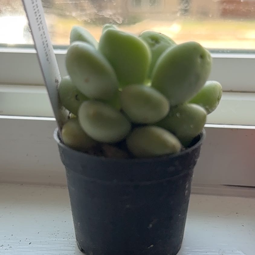 Photo of the plant species Bubble Candy by @UltraMoonwort named Peter Parker on Greg, the plant care app