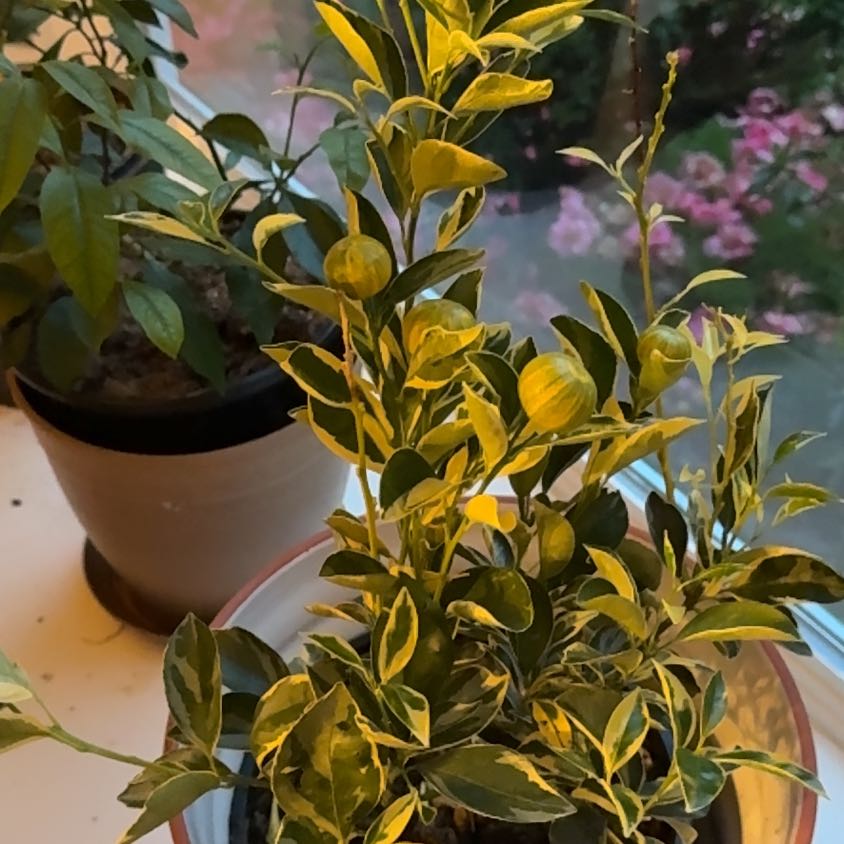 Photo of the plant species Variegated Calamondin Tree by @FairDustymiller named Doja Cat on Greg, the plant care app