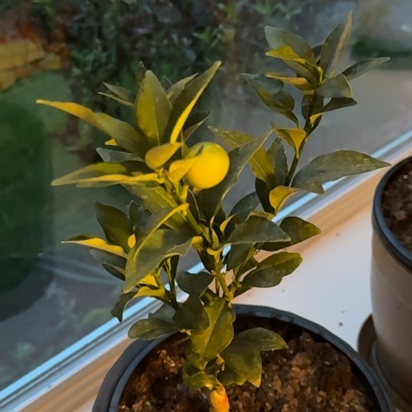 Photo of the plant species Meiwa Kumquat Tree by @FairDustymiller named Nithin on Greg, the plant care app