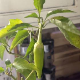 Plant care for Philodendron on Greg, the plant care app
