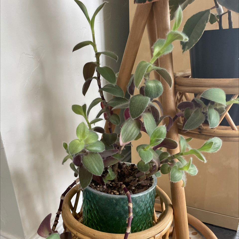 Photo of the plant species Pale Puma by @444madonnar named Beauty on Greg, the plant care app