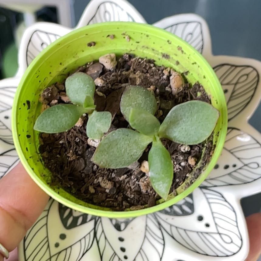 Photo of the plant species Succulents by @444madonnar named ChloroPhil on Greg, the plant care app