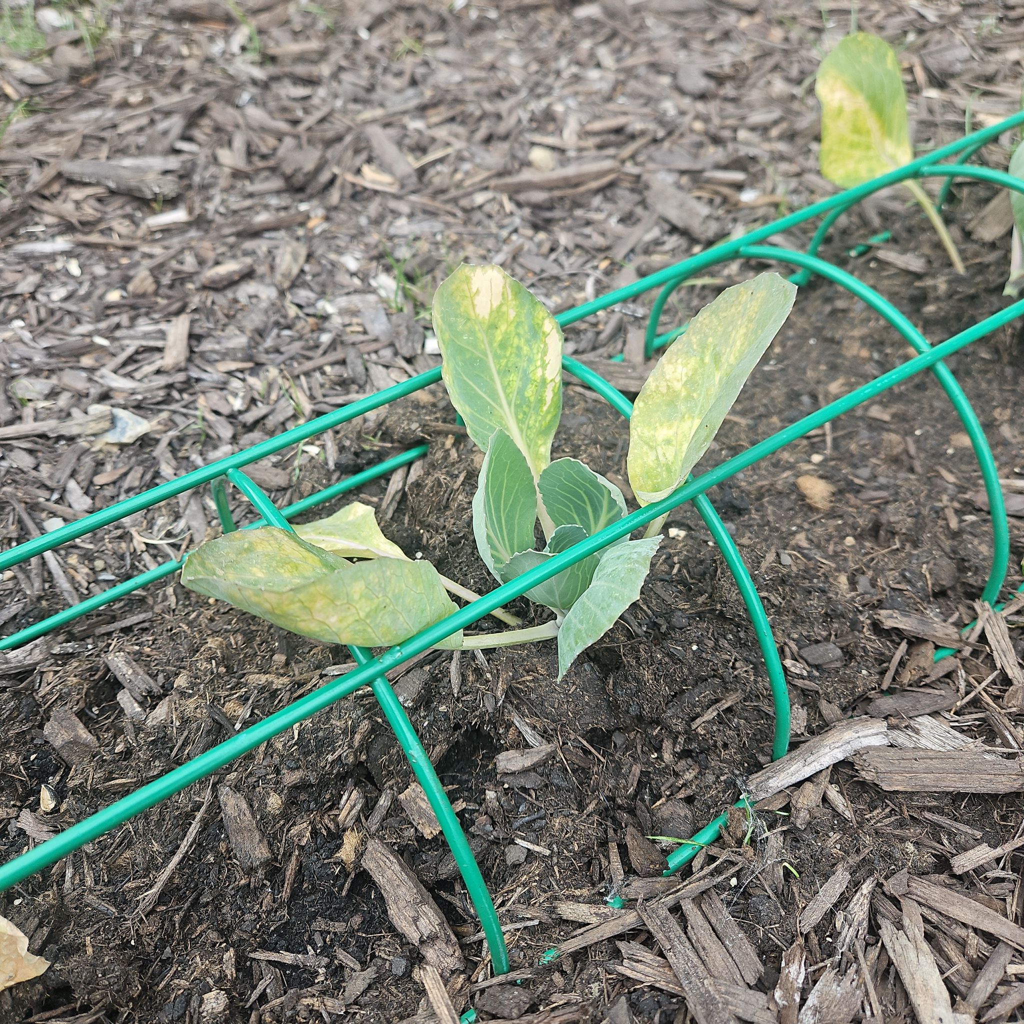 Photo of the plant species Cabbage by @AbleMexicanhens named Cabbage on Greg, the plant care app