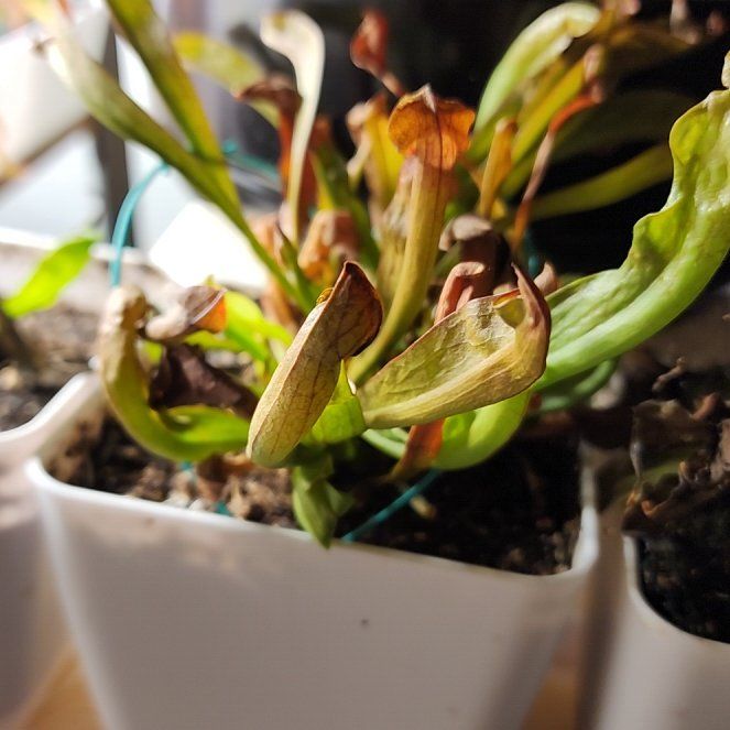 Photo of the plant species Judith Hindle Pitcher Plant by @thekillergarden named Kendall on Greg, the plant care app