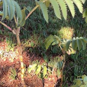 Photo of the plant species Bullhorn Acacia by @TotalSmokethorn named Robert Plant on Greg, the plant care app