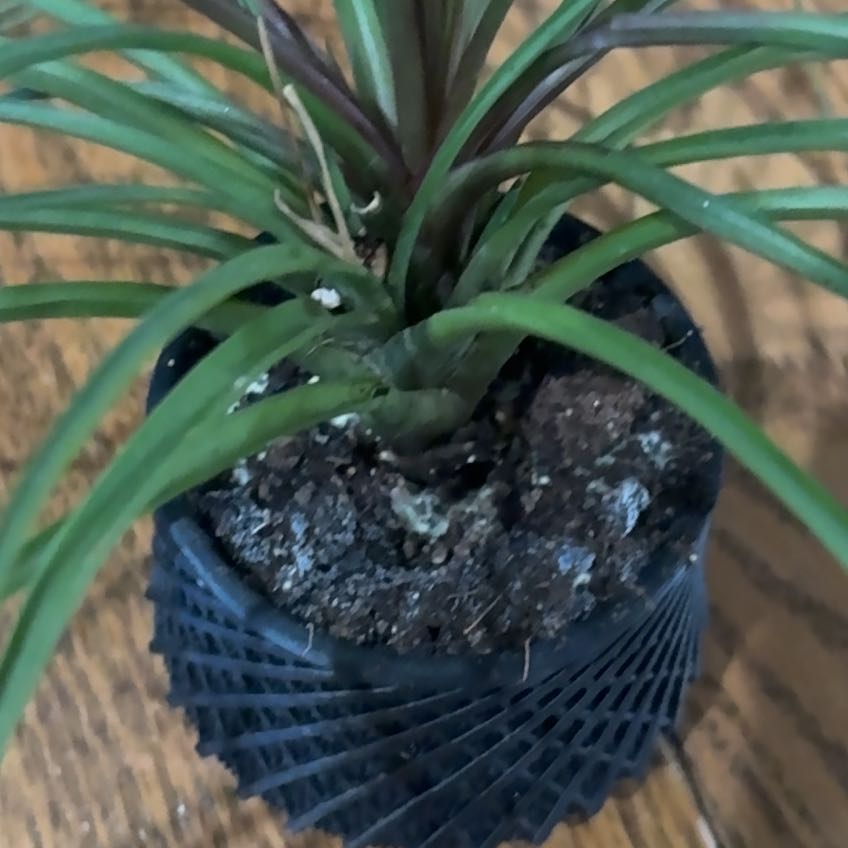 Photo of the plant species Pink Quill by @Southerngal79 named Homer on Greg, the plant care app