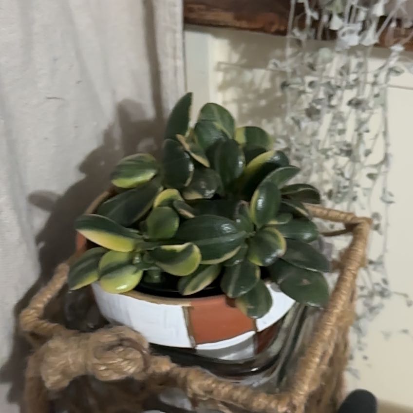 Photo of the plant species Miniature Jade Plant by @InclusiveSalad named Terra on Greg, the plant care app
