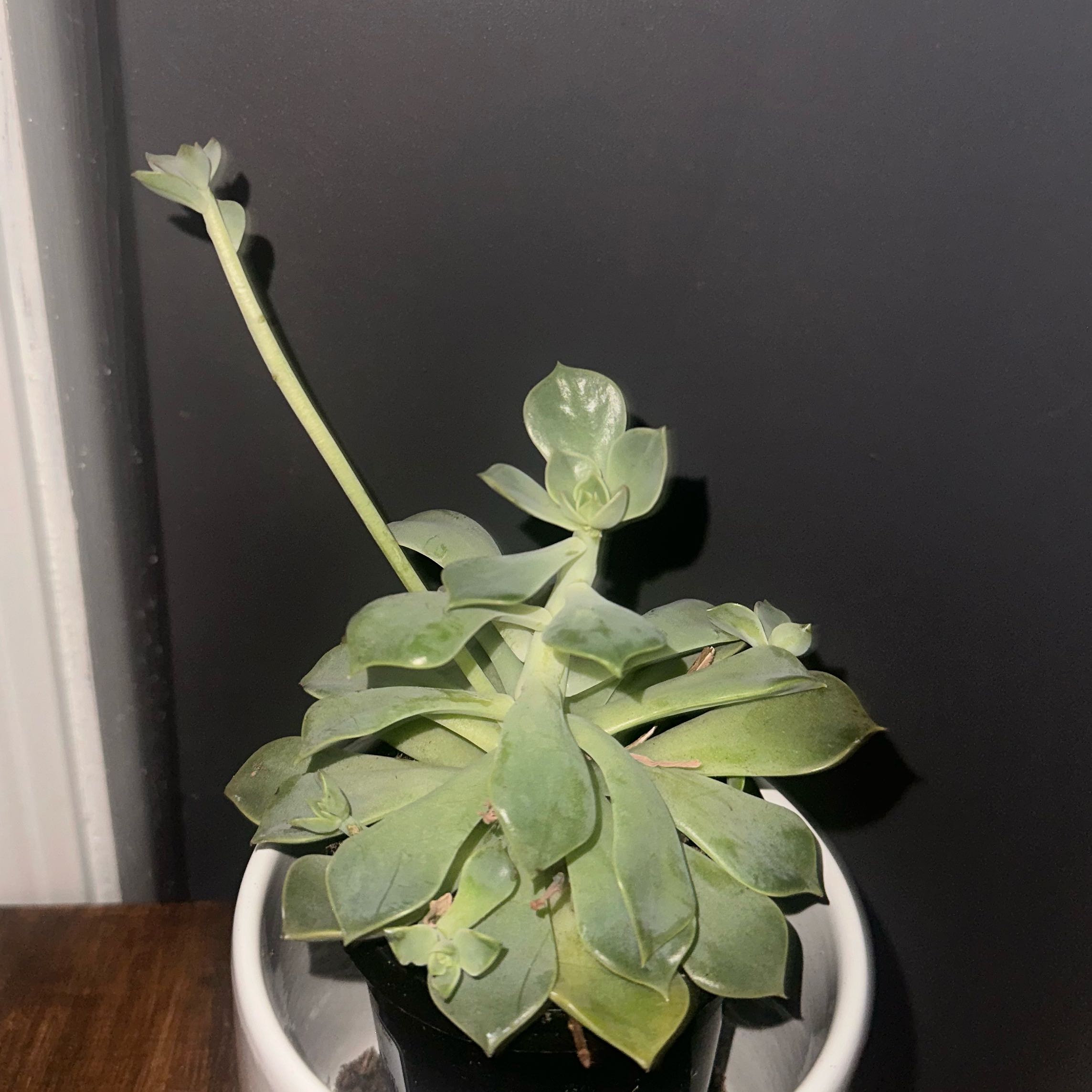 Photo of the plant species Graptoveria 'Tasha' by @InclusiveSalad named Kesha on Greg, the plant care app