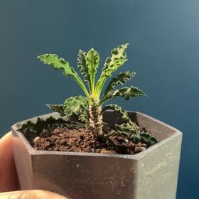 Photo of the plant species Euphorbia decaryi by @CosmicFlamevine named Duke on Greg, the plant care app