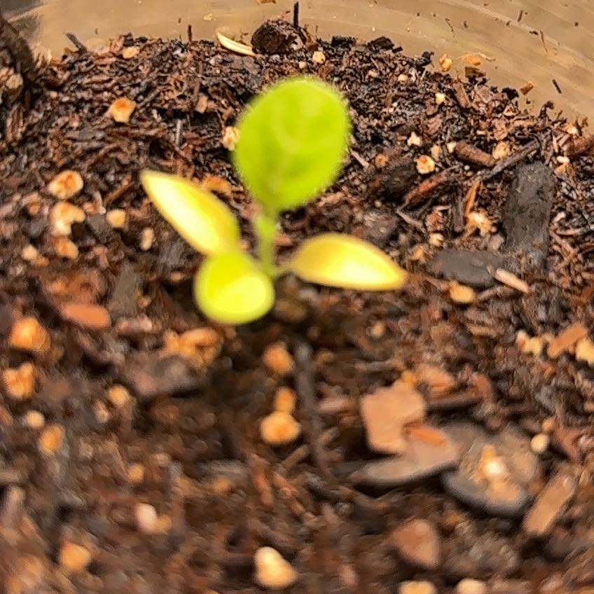 Photo of the plant species Ashwagandha by @VerSo named Waganda 1 on Greg, the plant care app