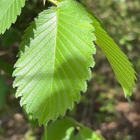 Photo of the plant species American Elm by @FitWhiteviolet named Drake on Greg, the plant care app