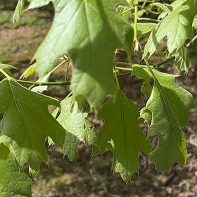 Photo of the plant species Black Oak by @FitWhiteviolet named Mollie on Greg, the plant care app