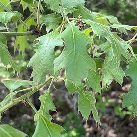 Photo of the plant species Black Oak by @FitWhiteviolet named da Vinci on Greg, the plant care app