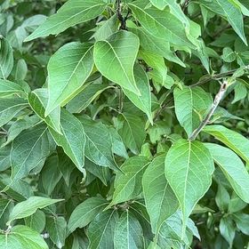 Photo of the plant species Amur Honeysuckle by @FitWhiteviolet named Athena on Greg, the plant care app