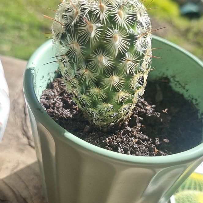 Photo of the plant species Mammillaria microhelia by @LegitCreambush named Willow on Greg, the plant care app