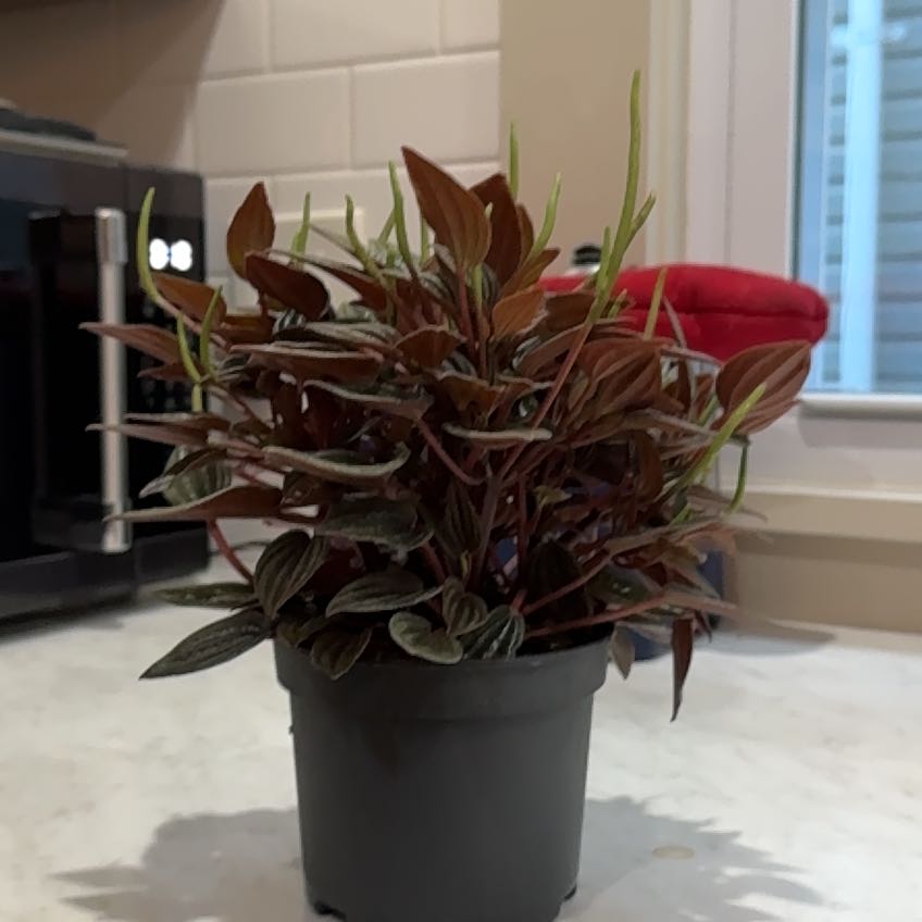 Photo of the plant species Pepperomia santorini by @BigDurangoroot named Kobe on Greg, the plant care app
