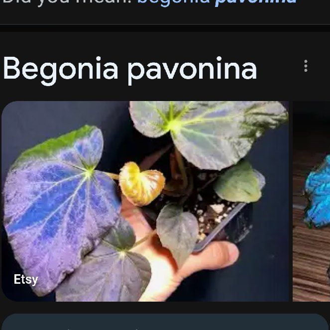Photo of the plant species Peacock Begonia by @ExecEspostoa named Drake on Greg, the plant care app