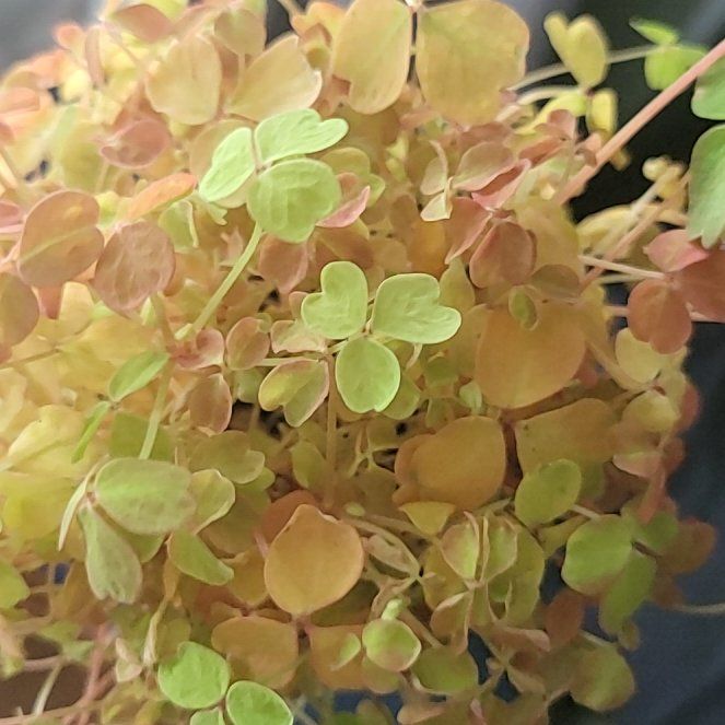 Photo of the plant species Golden Oxalis by @ExecEspostoa named Navajo on Greg, the plant care app