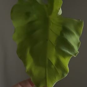 Photo of the plant species Elephant ear by @CleverDeerberry named Harmony on Greg, the plant care app