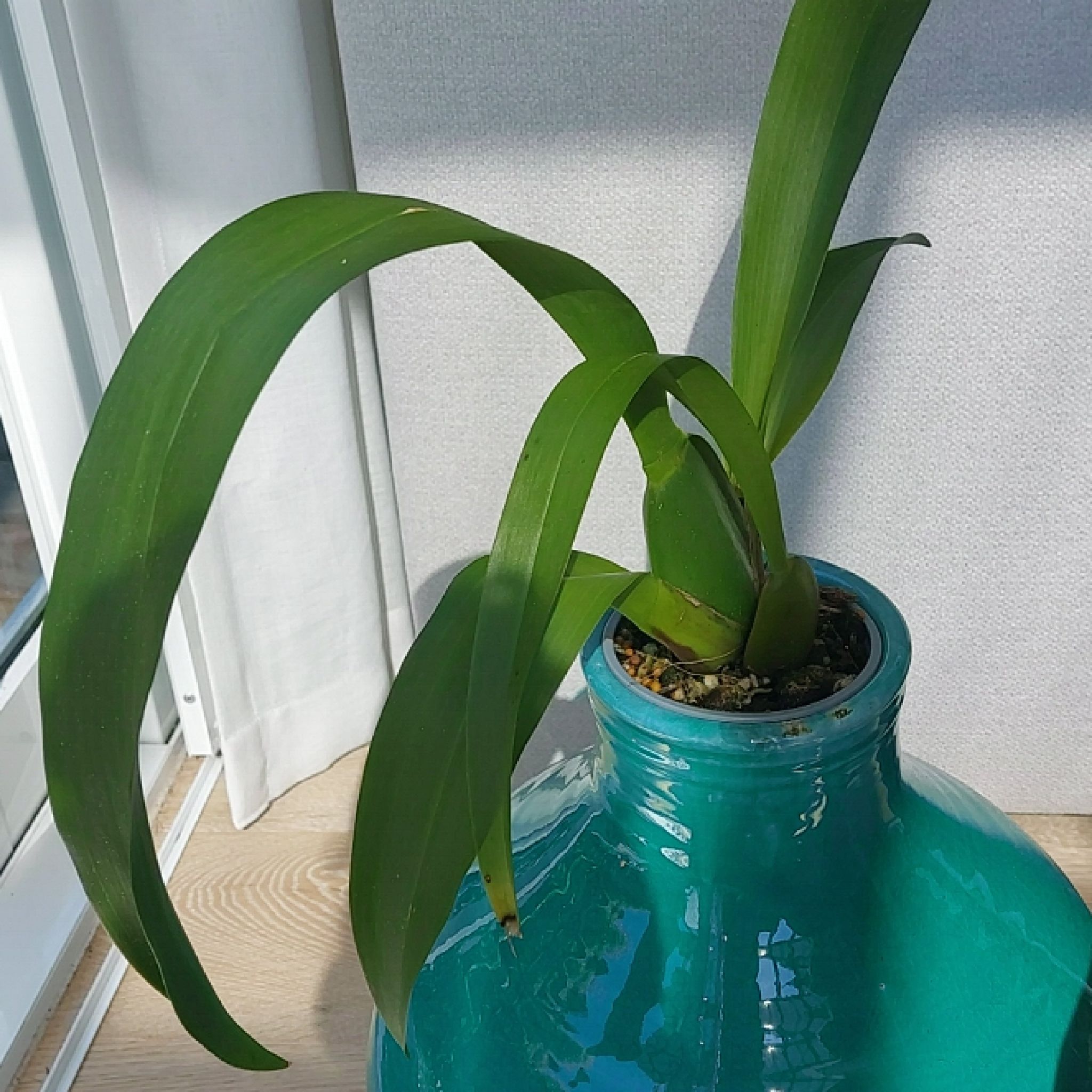 Photo of the plant species Unforgetable Oncidium by @PiousFalsedaisy named Bella on Greg, the plant care app