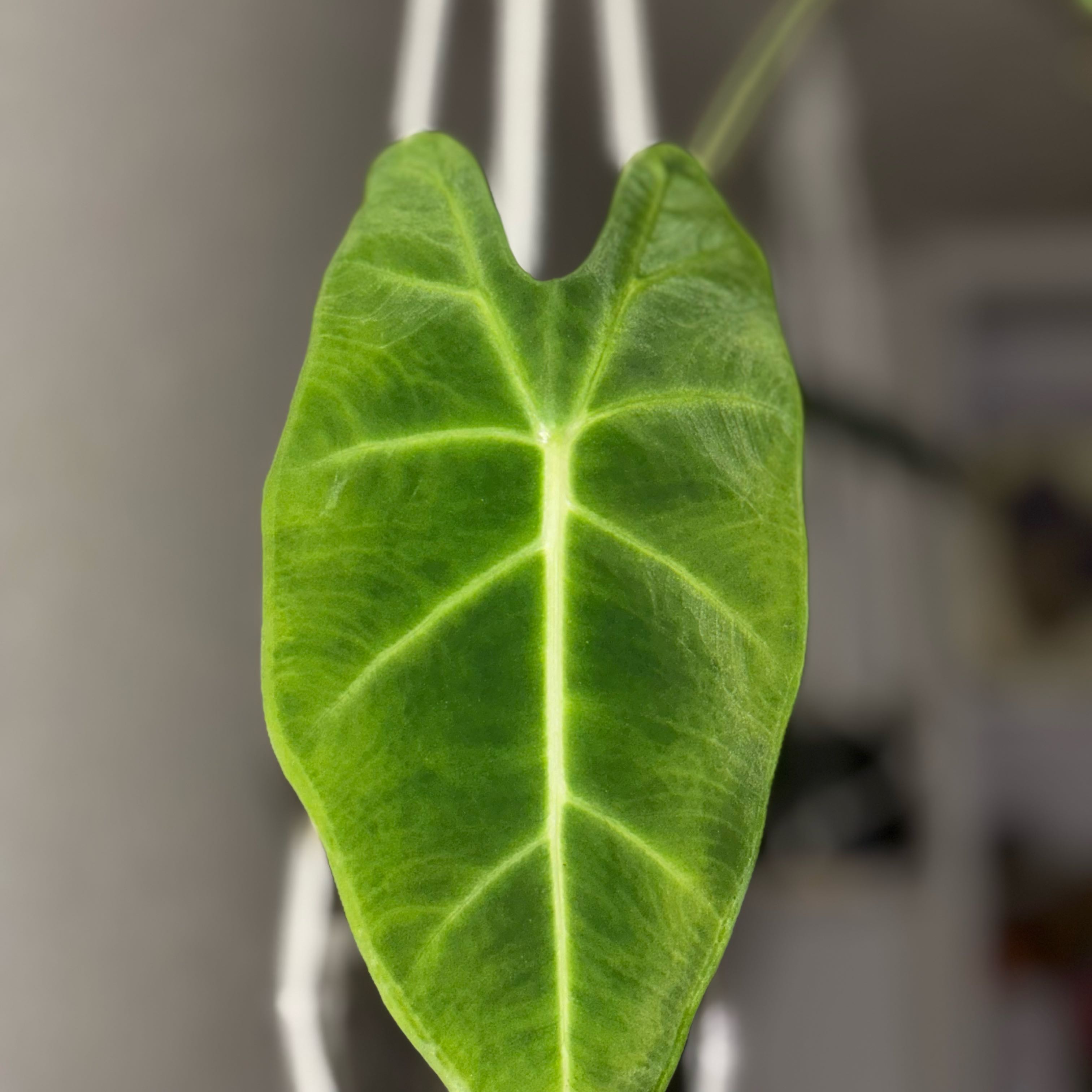 Photo of the plant species Alocasia Velvet Elvis by @BigBeachsuncup named Homer on Greg, the plant care app