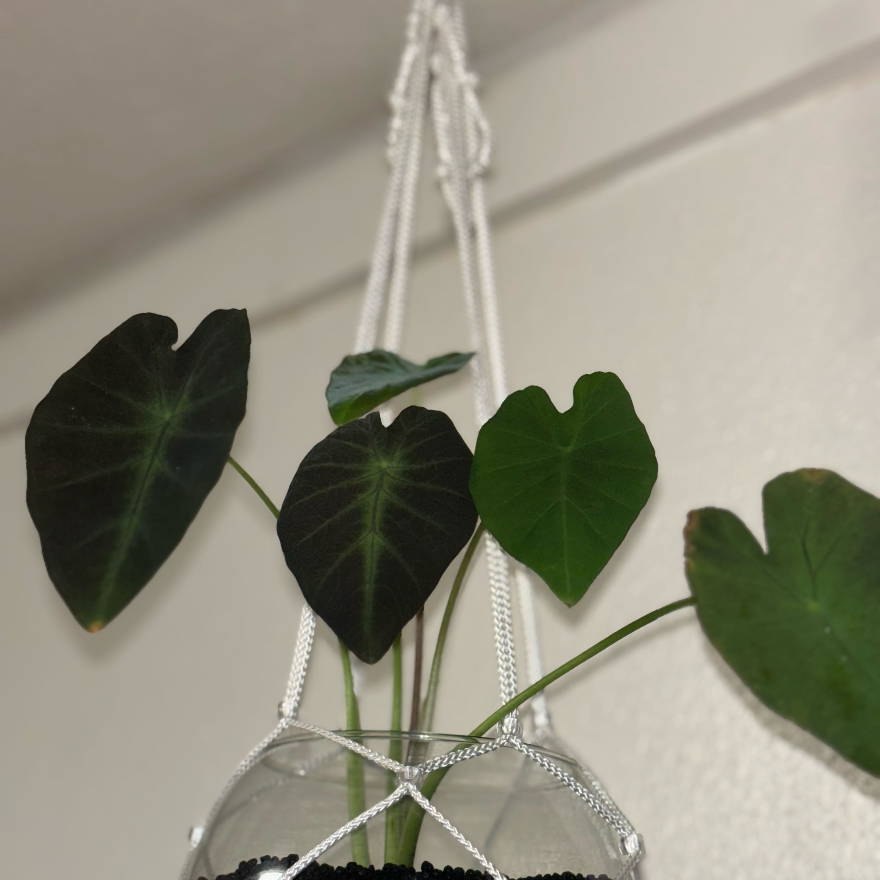 Photo of the plant species Alocacia Black Velvet by @BigBeachsuncup named da Vinci on Greg, the plant care app