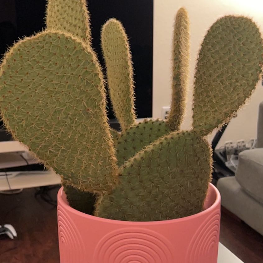 Photo of the plant species Opuntia scheeri by @WorkableLentil named ??? on Greg, the plant care app