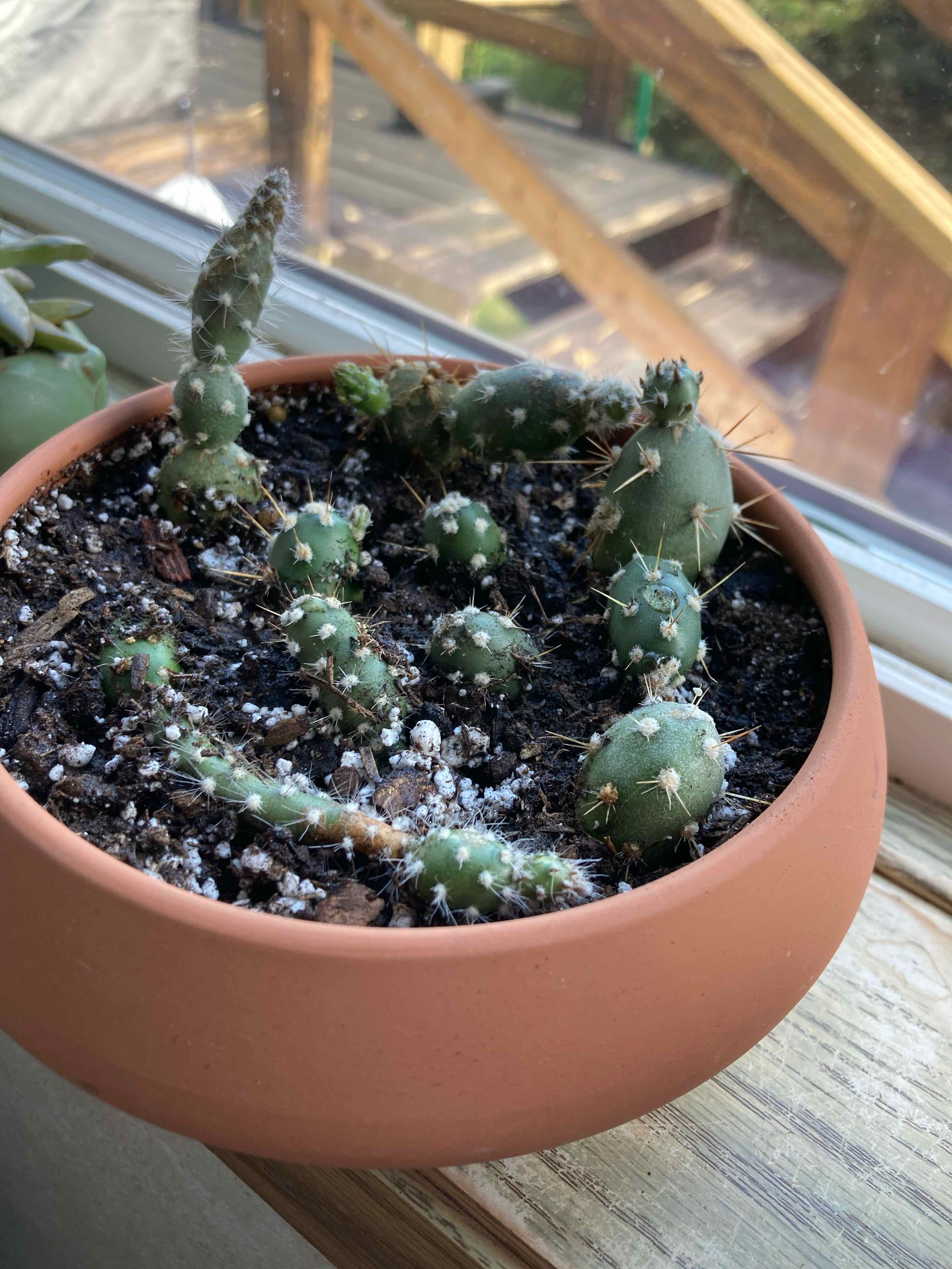 Photo of the plant species Brittle Prickly Pear by @GraffitiSky named Spike Minoda on Greg, the plant care app