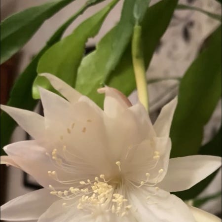 Photo of the plant species Epiphyllum pumilum by @GraffitiSky named Sigmund on Greg, the plant care app