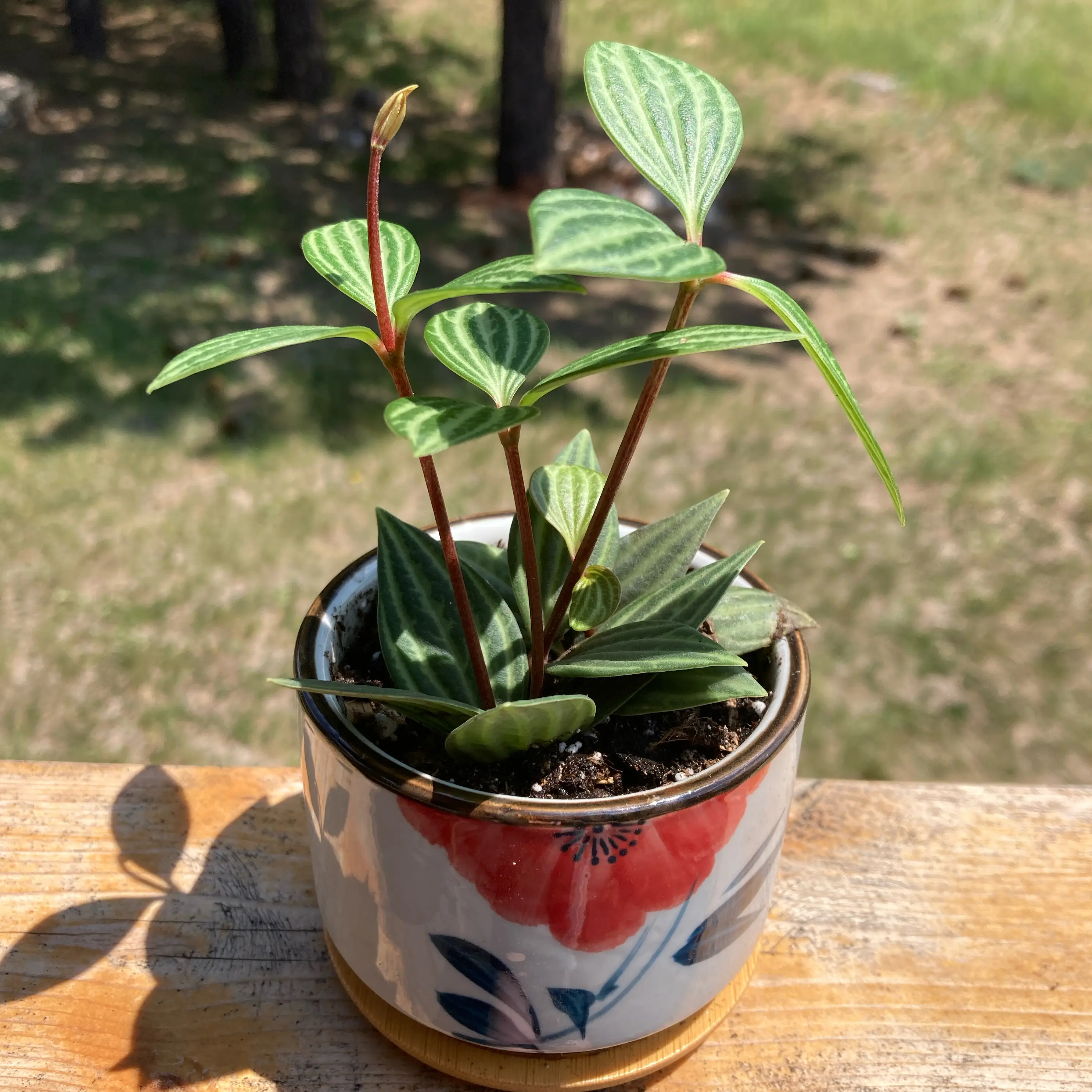 Photo of the plant species parallel peperomia by @GraffitiSky named Marley on Greg, the plant care app