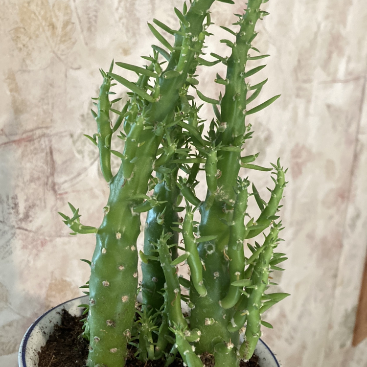Photo of the plant species Eve's Needle Cactus by @GraffitiSky named Spike Leaves on Greg, the plant care app