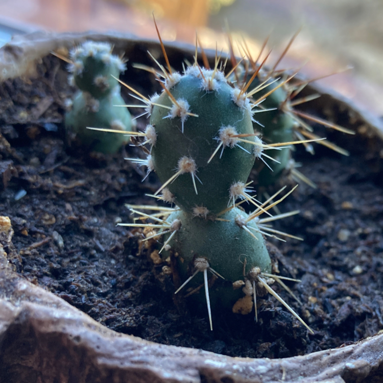 Photo of the plant species Brittle Prickly Pear by @GraffitiSky named Spike Minoda on Greg, the plant care app