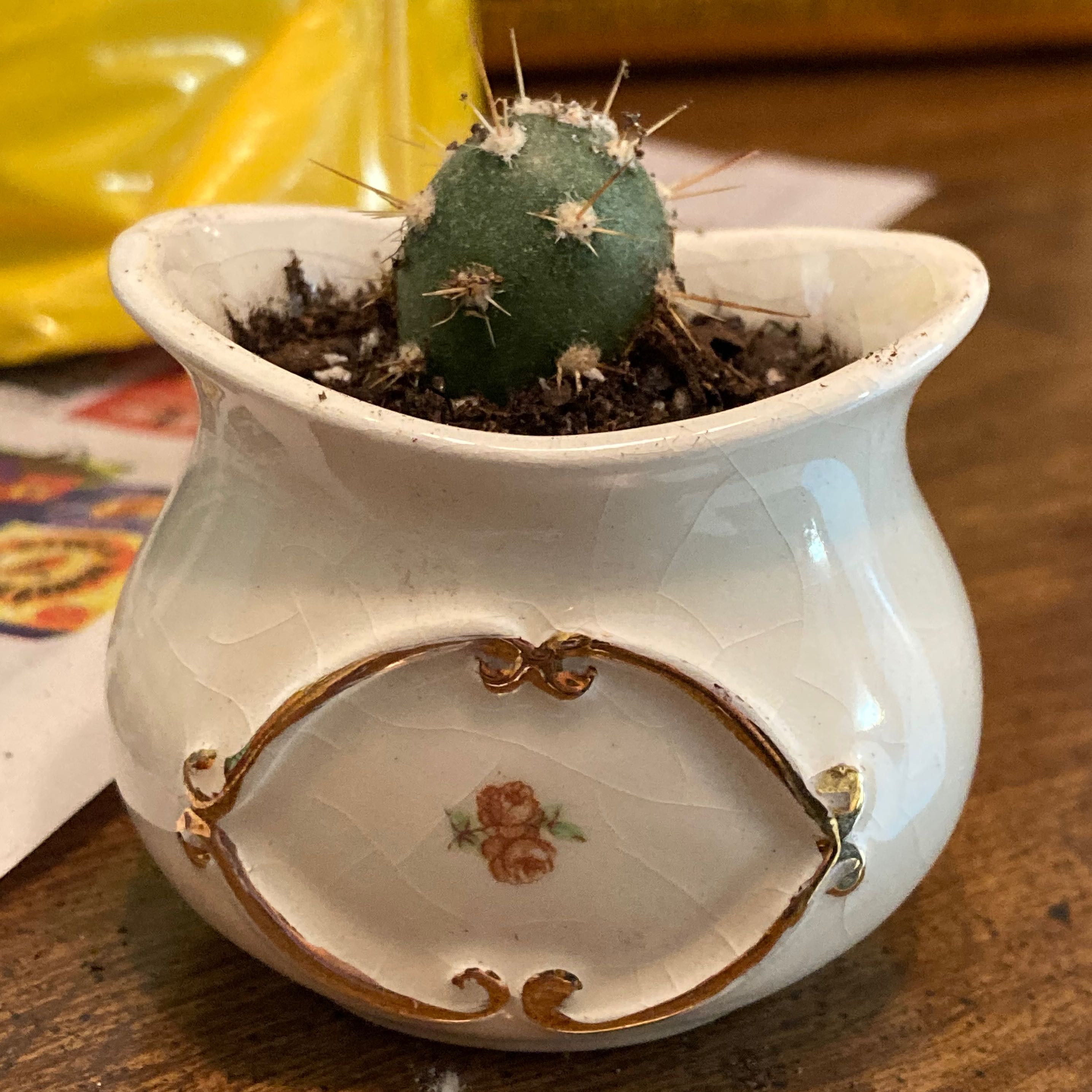 A small Brittle Prickly Pear cactus in a decorative ceramic pot.