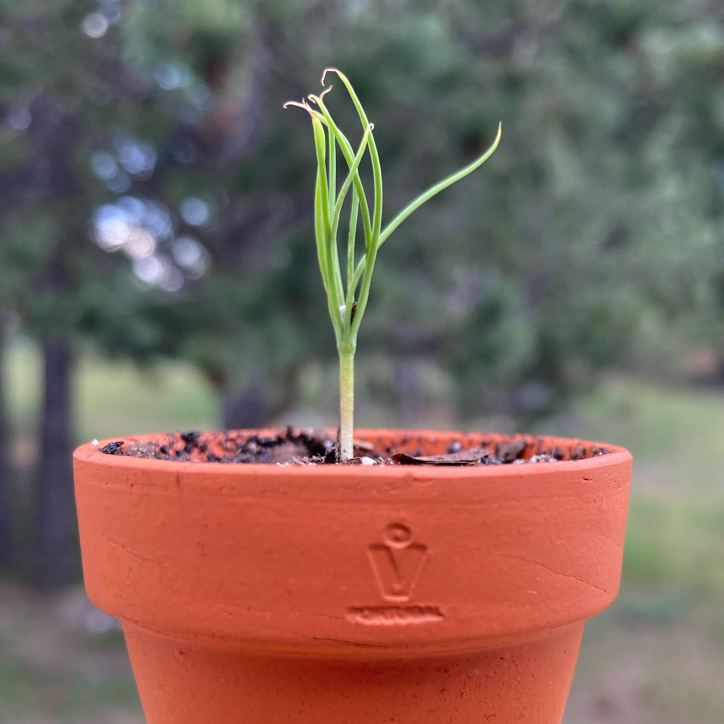 Photo of the plant species Ponderosa Pine by @GraffitiSky named Pax on Greg, the plant care app