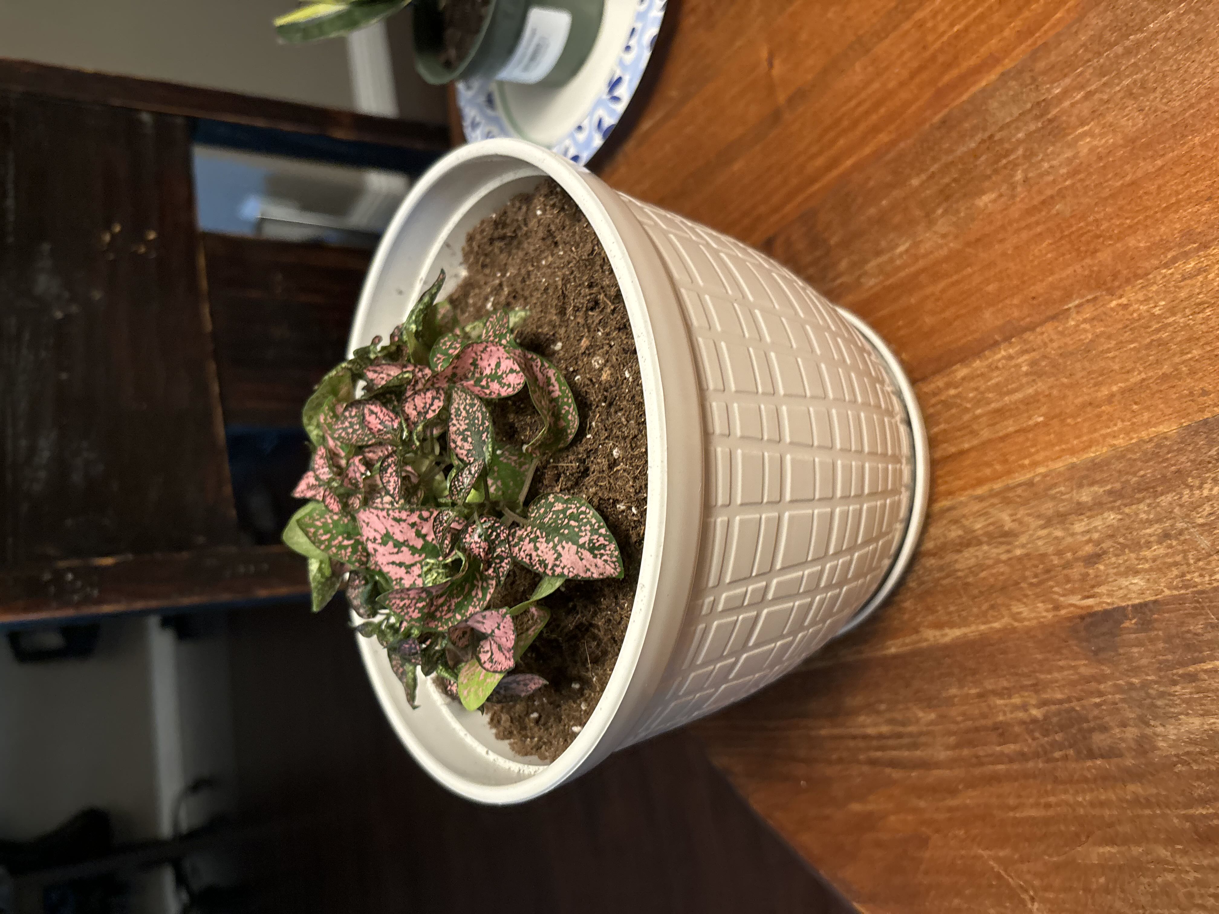 Photo from the post