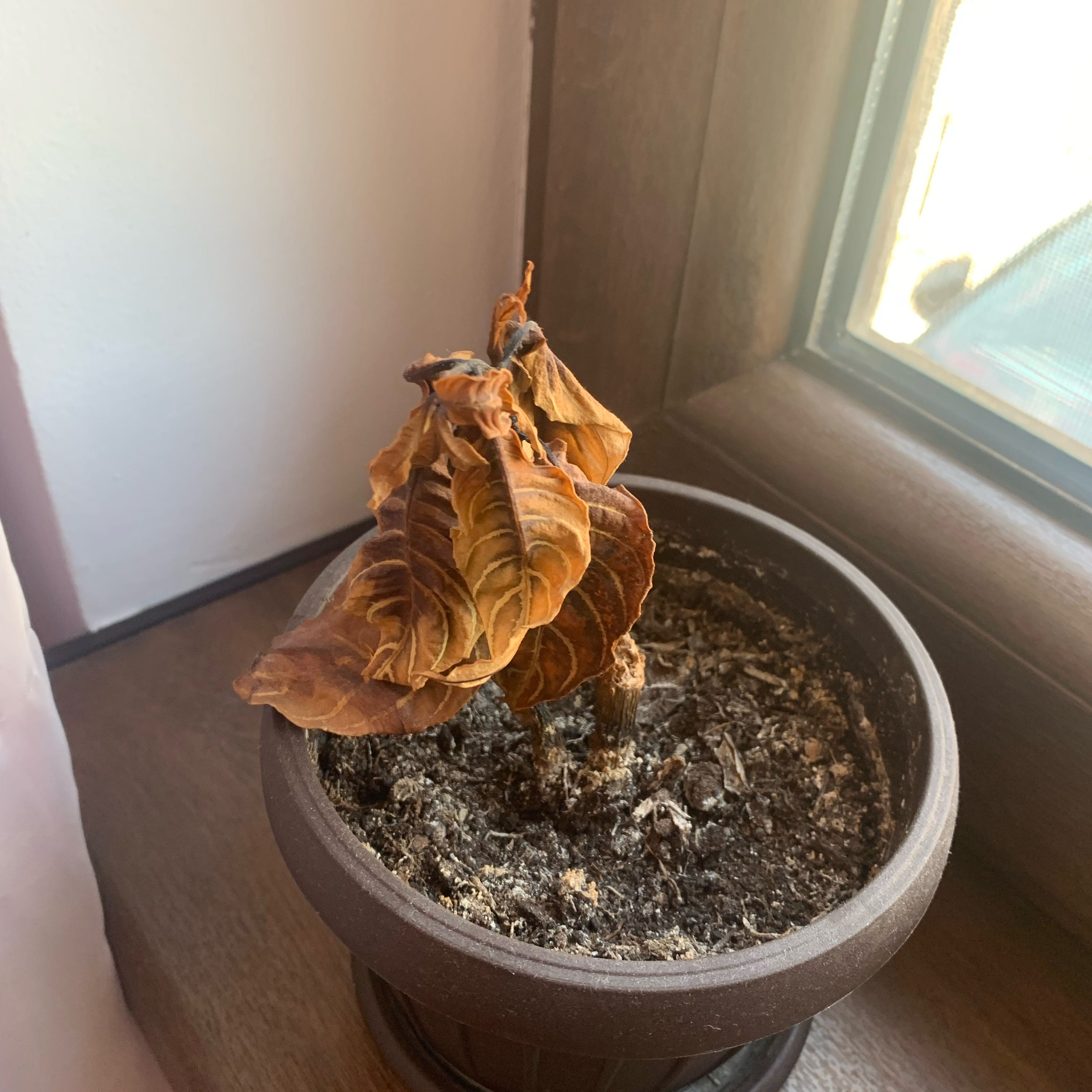 Photo of the plant species Oakleaf Croton by @PrinceSagopalm named Hamilton on Greg, the plant care app