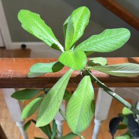 Photo of the plant species Euphorbia bongolavensis by @ERWells821 named Peter Parker on Greg, the plant care app