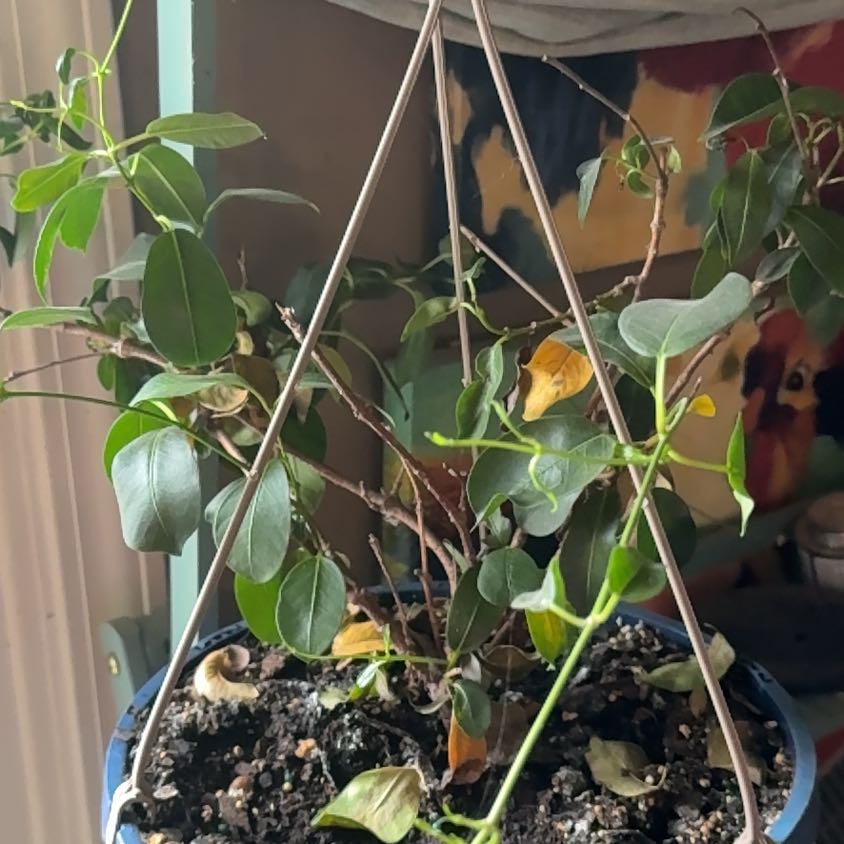 Photo of the plant species Aloha Mandevilla by @ERWells821 named Pax on Greg, the plant care app