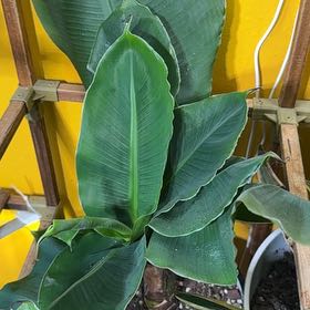 Photo of the plant species High Color Mini Banana by @ERWells821 named Beckham on Greg, the plant care app